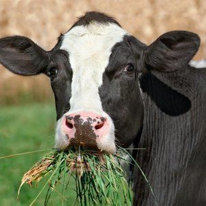 Meet your Posher, May